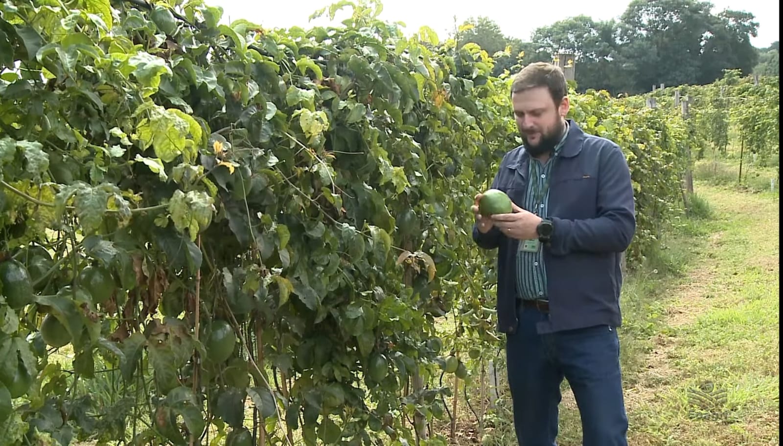 Processo de cultivação de frutas utilizando molde para que tenha