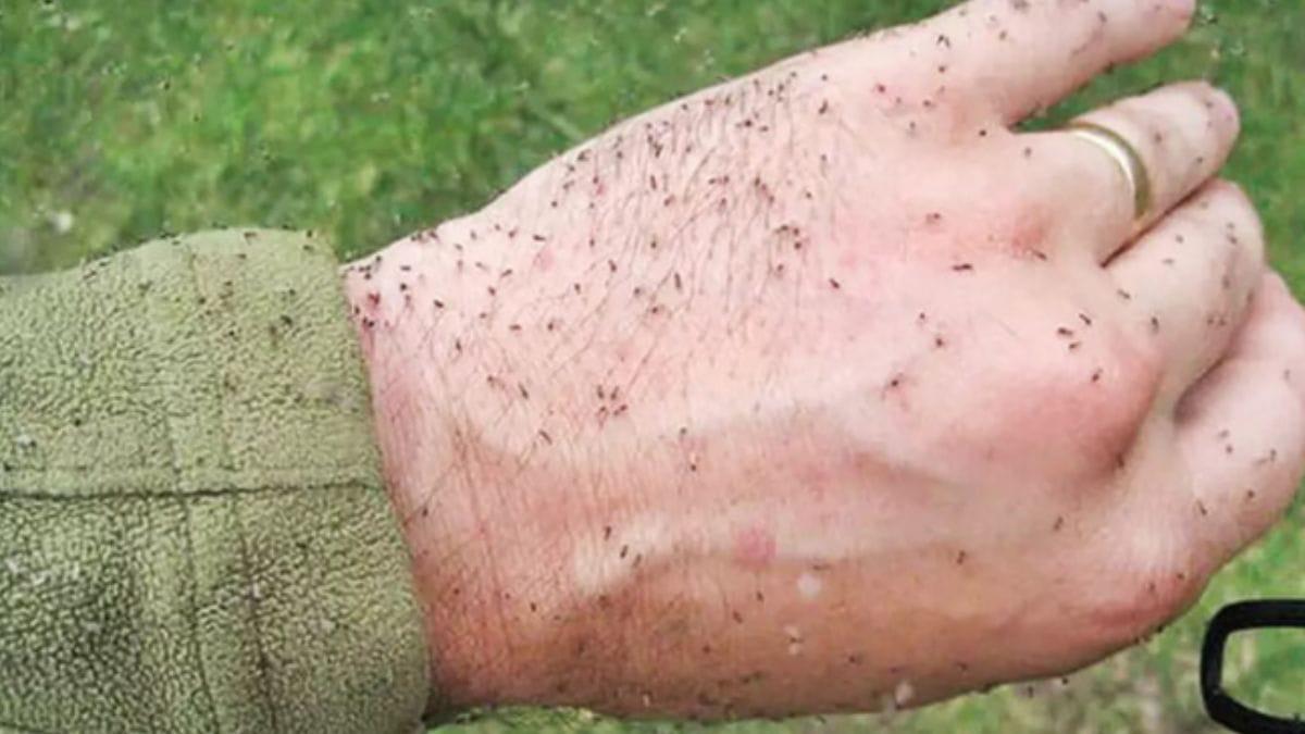 Pesquisa apoiada pela Fapesc avança no desenvolvimento de soluções naturais contra o mosquito maruim em Santa Catarina