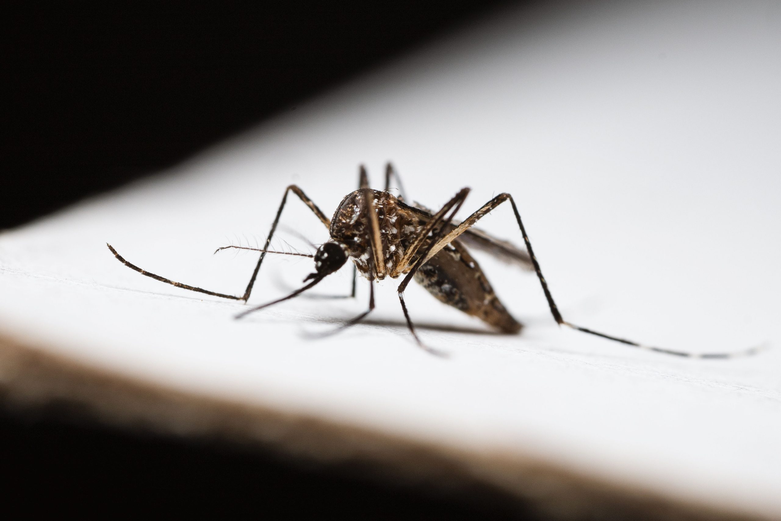 Projetos apoiados pela Fapesc apresentam resultados para o controle do maruim e Aedes aegypti em Santa Catarina